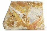Fossil Seed Fern (Glossopteris) Plate - Australia #358523-1